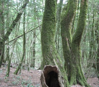 тисо-самшитовая роща3