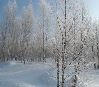прогулка по снежному лесу