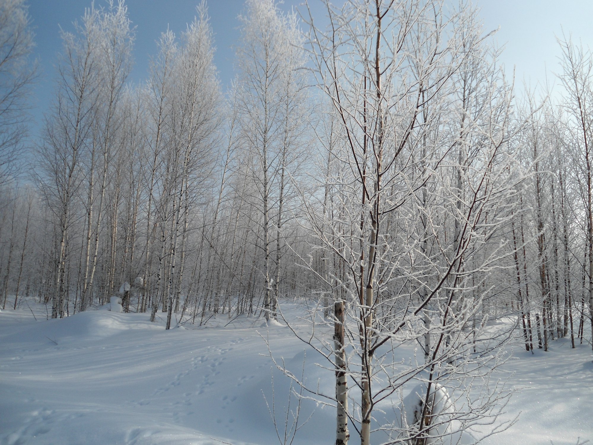 прогулка по снежному лесу