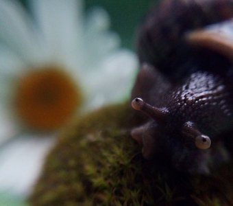 Эти глаза напротив