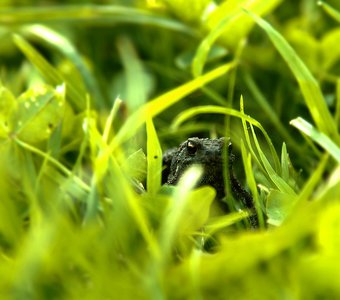 Лягушок с ноготок