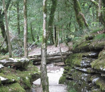 тисо-самшитовая роща1