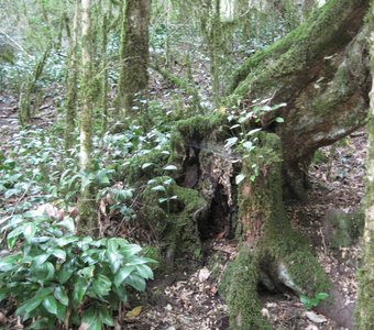 тисо-самшитовая роща4