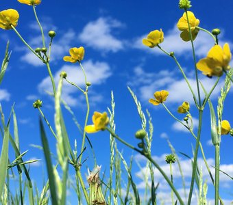 Желтое настроение