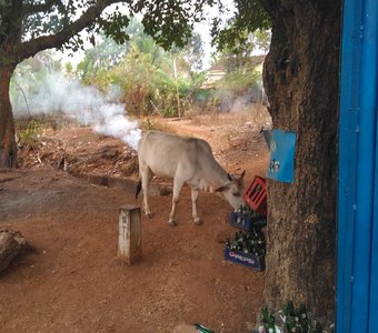 Реактивная корова