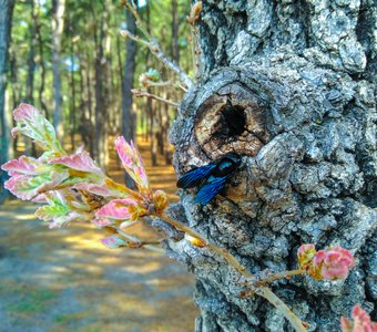 Весна прекрасна