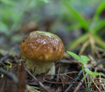 Сезон грибов открыт