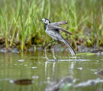 Повелительница воды