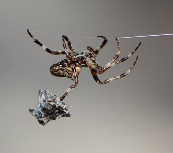 Самка паука крестовика