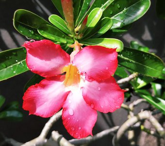 Цветок острова Нуса Пенида в Индонезии