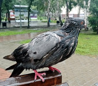 Прогулки под дождем