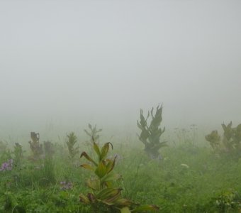 Туман пришел