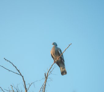 Крымский голубь