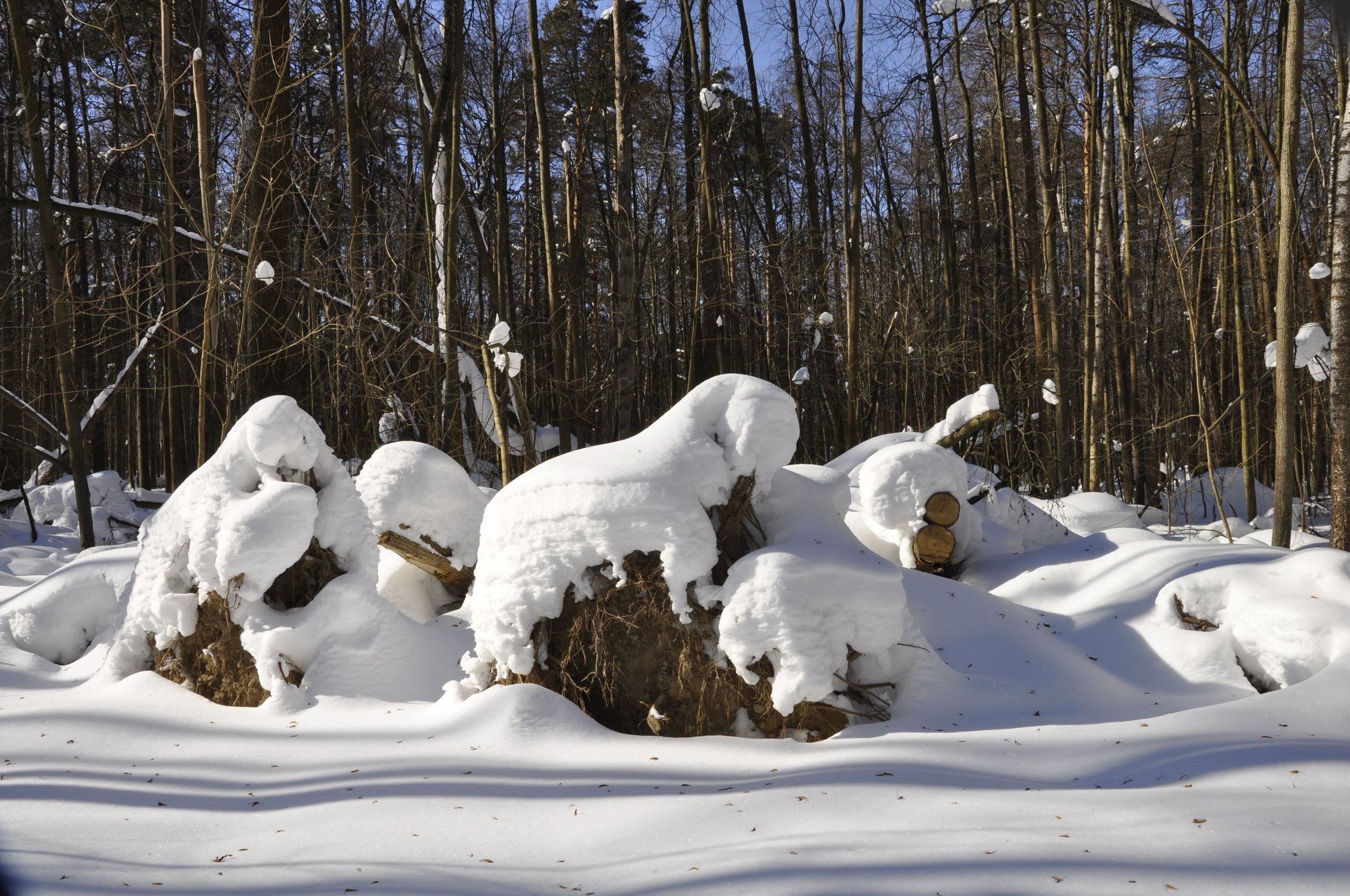 Идут бредут, зиму уведут