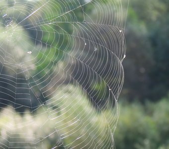 Кружево природы