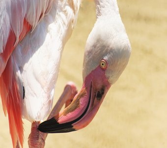 Ростовский фламинго