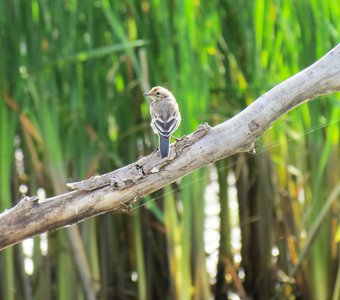 Полевые птицы