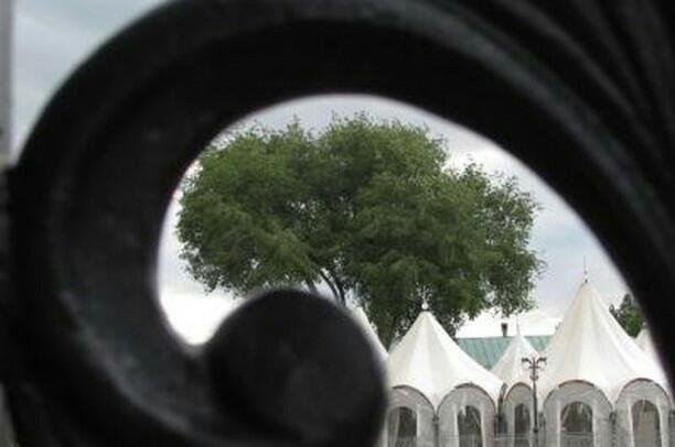 Зелёный шум