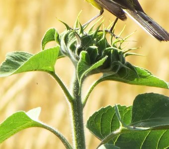 Полевые птицы