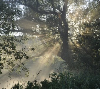 Солнечный ливень