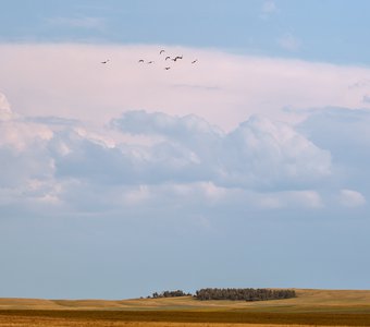 С высоты птичьего полета