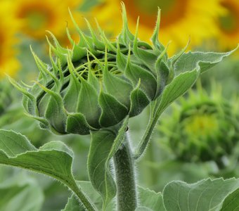 Красота полей