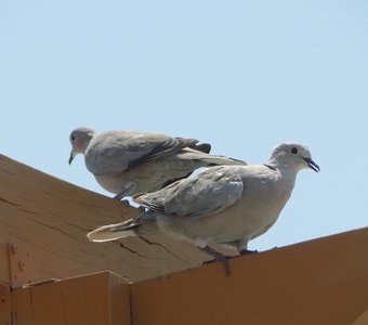 Кипрские голуби