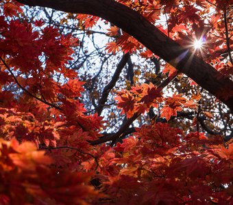 Краски дальневосточной осени