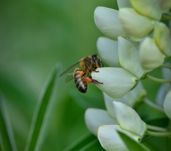 Пчела на цветке белый Люпин