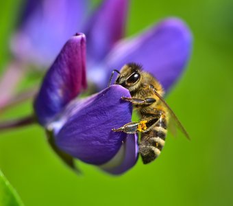 Пчела и синий цветок Люпин