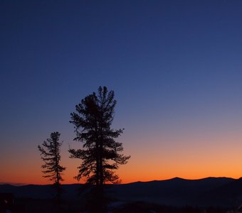 Две отдельно стоящие ели на рассвете в Шерегеше, силуэты на фоне восходящего солнца