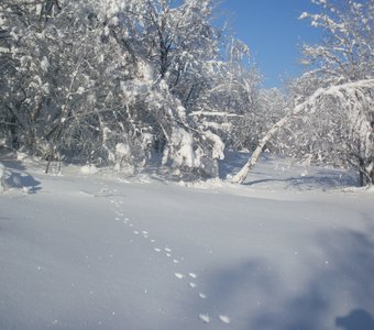 Следы невиданных зверей