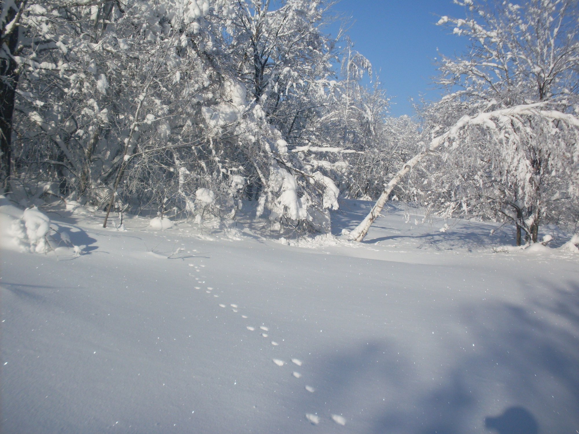 Следы невиданных зверей