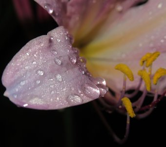 капля жизни