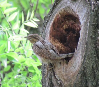 Незнакомка