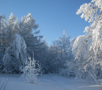 Зимняя сказка...