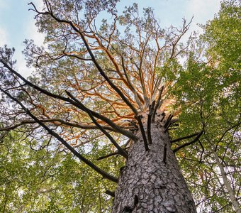 к350-летняя реликтовая сосна Бузулукского бора