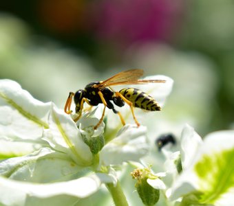 Осиная пора