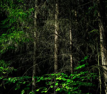 На краю глуши лесной