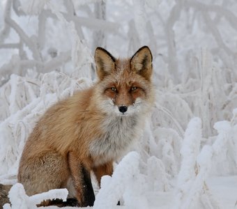 Хитрый лис.