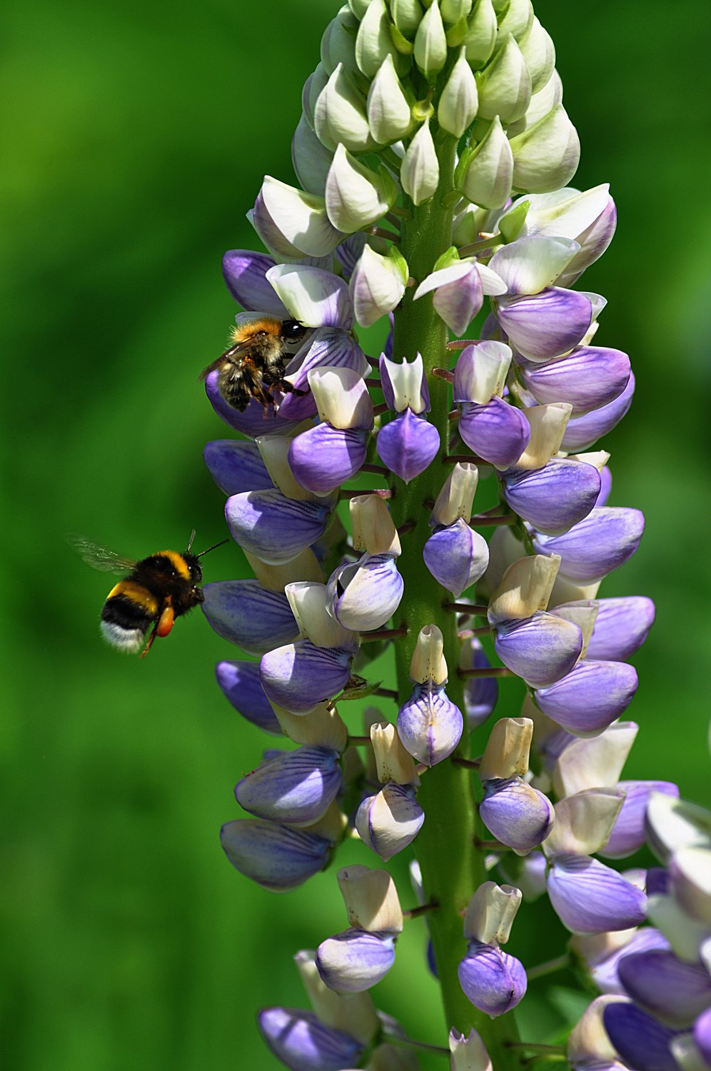 Шмели полёт на люпинах