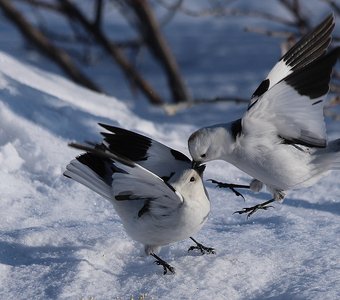 Птичьи секреты