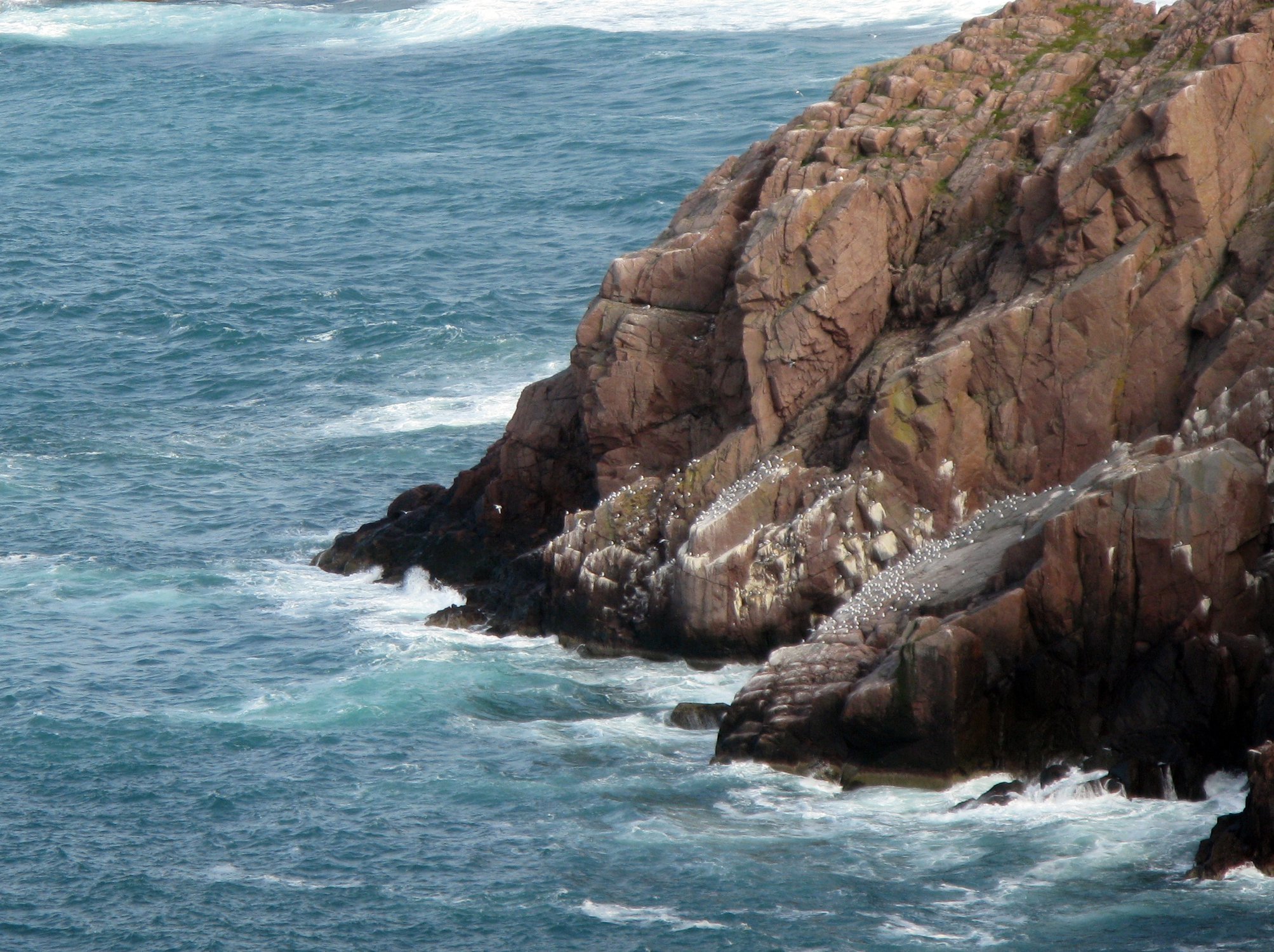 Птичий базар