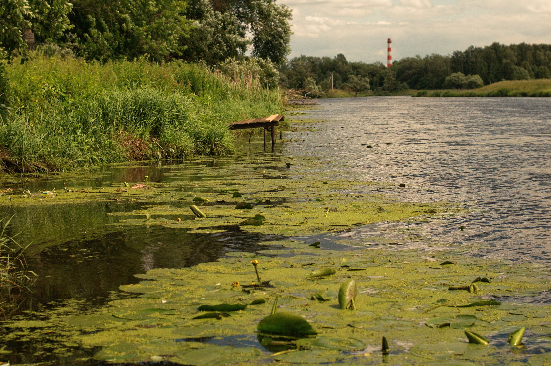 На берегу Клязьмы