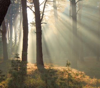 В утренних лучах