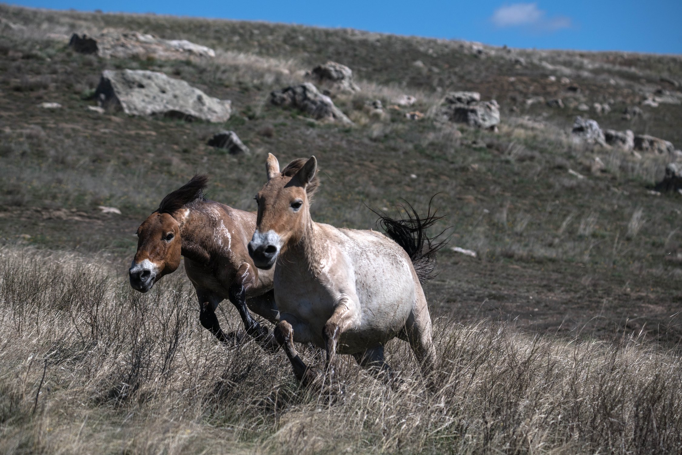 Догнать непокорную