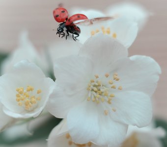 Ароматы весны