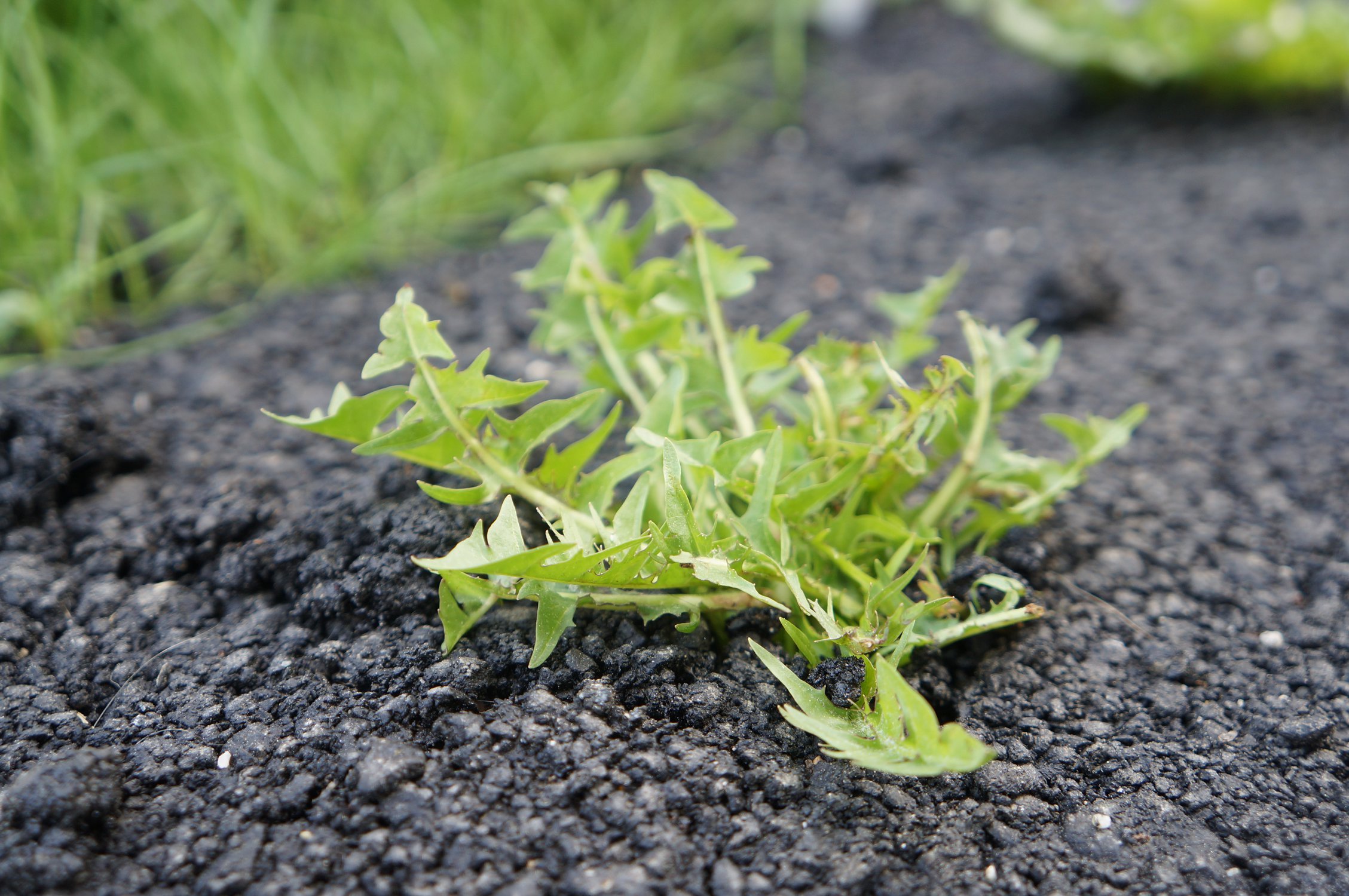 Воля к жизни