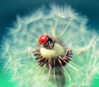 Коровка с каплей