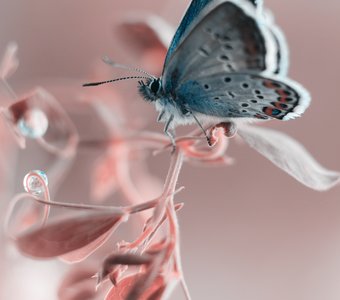 Голубянка в розовом.